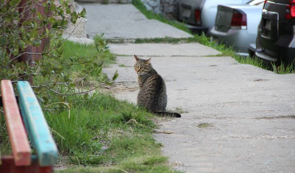 Hajléktalan szürke macska az utcán, koncepció kóbor állatoknak. - Fotó, kép