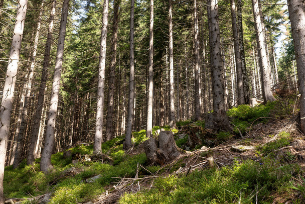 Bella foresta di conifere paesaggio. Foresta con alti tronchi di pino sulla montagna - Foto, immagini