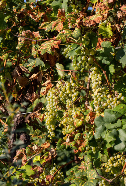 Prosecco raisins blancs sur un vignoble befor récolte dans les collines de Valdobbiadene. Vénétie. Italie - Photo, image