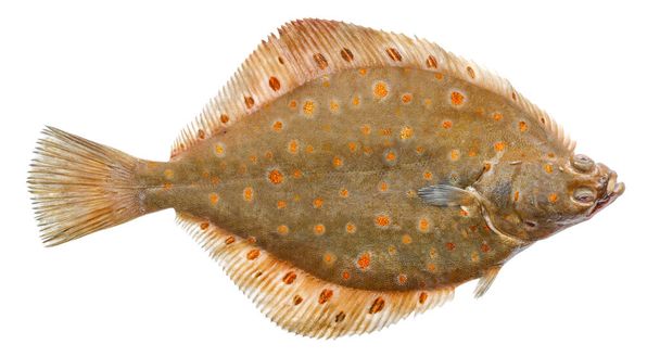 Plaice fish isolated on white background. Fresh flounder - Photo, Image