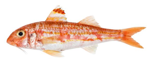 Rotbarbe isoliert. Frischer Fisch - Foto, Bild