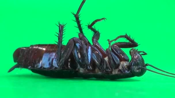 Cafard couché dessus et pieds mobiles macro insecte
 - Séquence, vidéo
