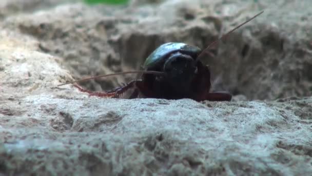 κατσαρίδα μακροεντολή που βρίσκεται πάνω σε βράχο ανάποδα εντόμων - Πλάνα, βίντεο