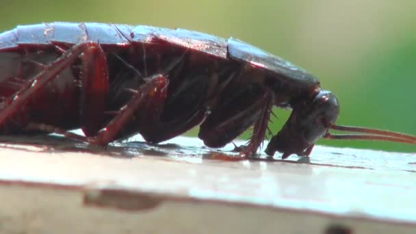Cucaracha macro acostado en la roca al revés insecto
 - Imágenes, Vídeo