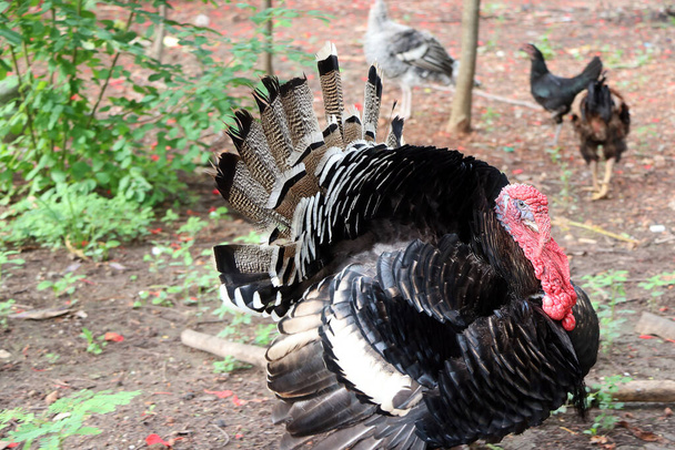 トルコは木と土の上に立っている。主に家畜化された大型のゲーム鳥で、頭ははげ、 （雄の）赤いワトルを持っている。特に感謝祭やクリスマスなどのお祝いの席では食べ物として珍重されます。. - 写真・画像