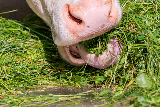 Коровы едят зеленую траву - Фото, изображение