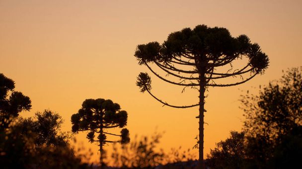 Majestic landscape view of beautiful Araucaria angustifolia pine trees in colorful sunset time - Photo, Image