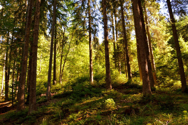 Karpaten, Transsylvanië, Roemenië. Typisch landschap in de bossen van Transsylvanië, Roemenië. Groene landschap in het midden van de zomer, in een zonnige dag - Foto, afbeelding