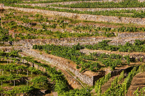 Рибейра Сакра терраса виноградники в Оуренсе. Галисия, Испания - Фото, изображение