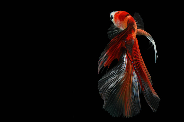 Vermelho e Laranja Betta com uma cauda transparente, Siamês peixe combatente "Fantasia Halfmoon Betta" O momento comovente bonito de peixe betta na Tailândia, Rítmico de peixe Betta isolado no fundo preto. - Foto, Imagem