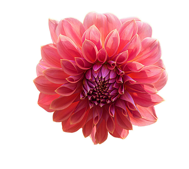 Оранжевый цветок Далия с розовой пыльцой, Далия изолированы на белом фоне с вырезкой путь для дизайна. - Фото, изображение