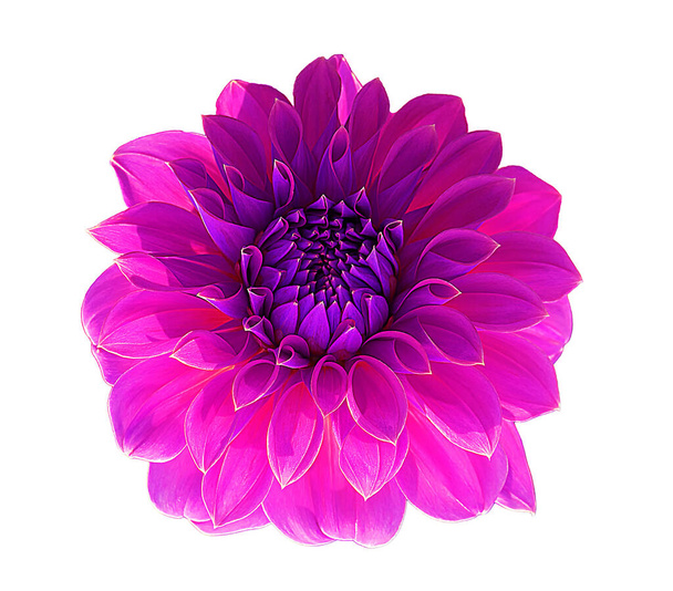 Einzelne rosa Dahlienblüte mit lila Pollen, Dahlie isoliert auf weißem Hintergrund mit Clipping-Pfad für Design. - Foto, Bild