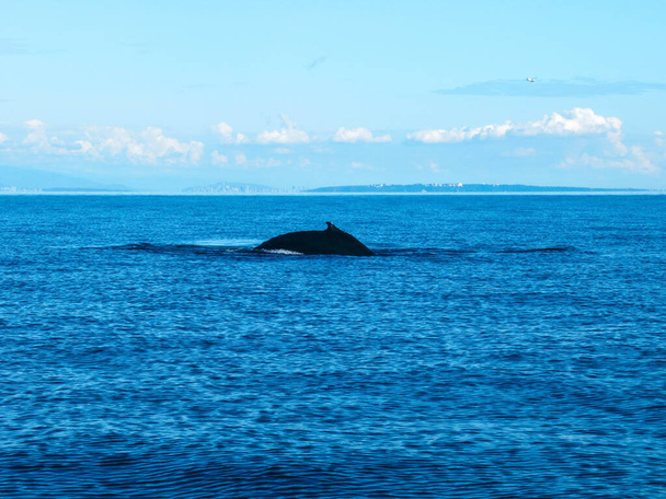 Горбатий кит біля Тихого океану біля Ванкувера в чудовий літній день..  - Фото, зображення