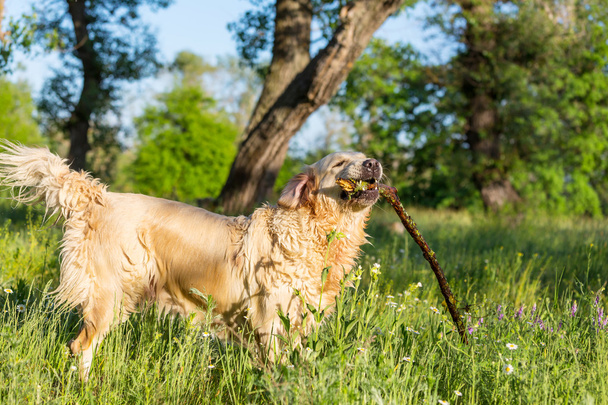 Récupérateur chien dans la prairie
 - Photo, image