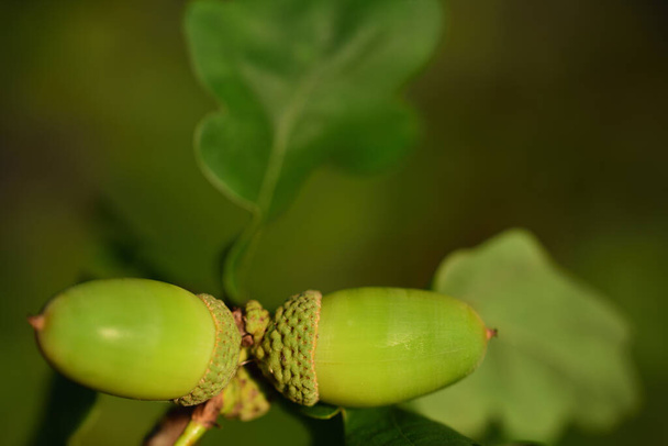 Close up of green acorns on a branch of an oak tree with leaves against a green background - Photo, Image