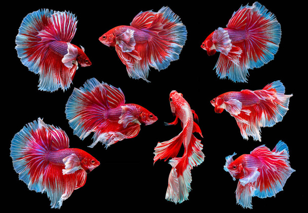 Állítsa be a vörös fehér félhold hosszú farok, sziámi harci hal, Betta harci mozgás, Betta pompás Pla-kad (harapós hal), thai nemzeti állatok, népszerű akvárium hal. elszigetelt fekete háttér. - Fotó, kép