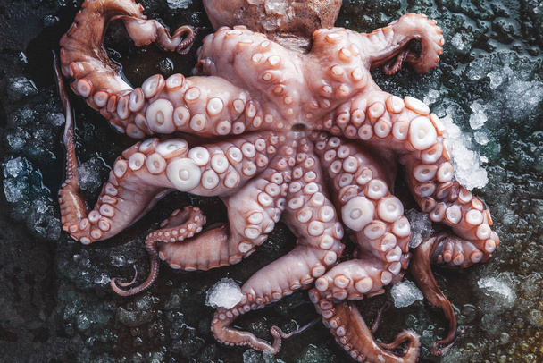 top view of delicious fresh octopus with ice on grey background  - Foto, Bild