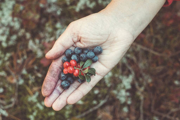 Hand with blueberries on a forest background. Autumn gifts of autumn from the forest. - Foto, immagini