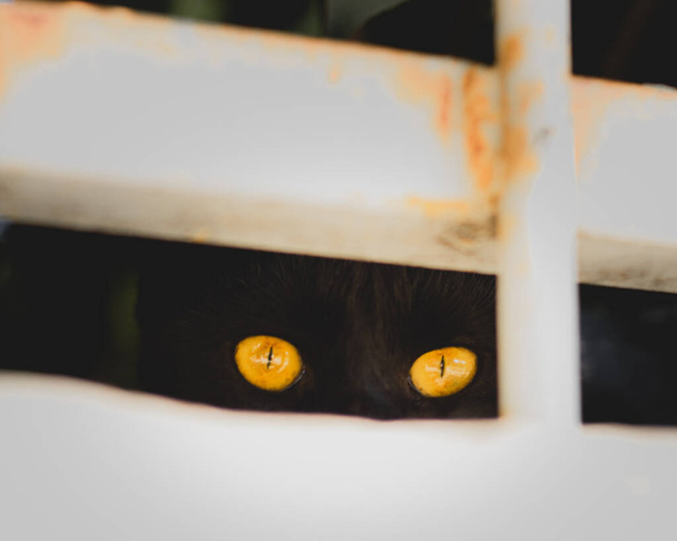 Pequeño gato negro asomándose a través de un hueco en la valla, solo sus brillantes dos ojos amarillos visibles mientras se ve curiosamente - Foto, Imagen