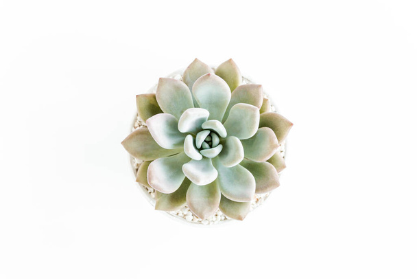 Green house plants potted, succulent plants isolated on white background. Flat lay, top view. - 写真・画像