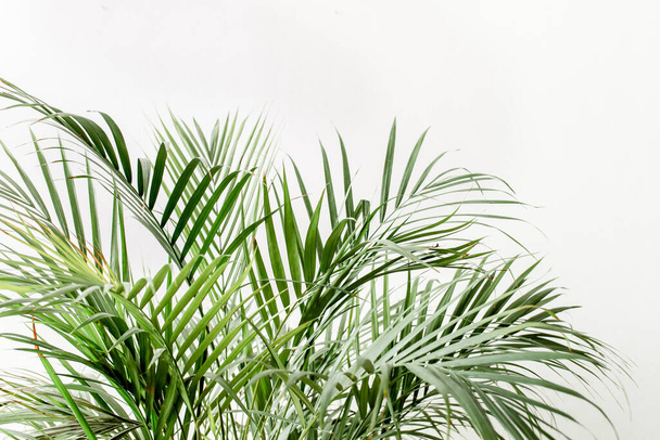 Exotic tropical green palm leaves, branchs on white background with blank space for text. Flat lay, top view  - Fotoğraf, Görsel