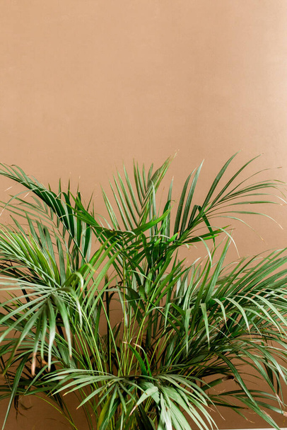 Exotic tropical green palm leaves, branchs on brown background with blank space for text. Flat lay, top view  - Foto, Imagem