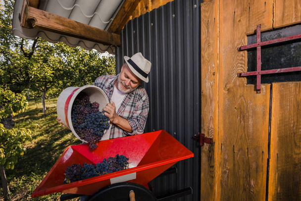Winzer arbeitet mit dem Rad einer Weinlesemaschine, um viele Trauben zu pressen - Foto, Bild