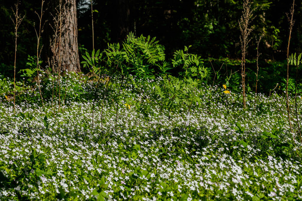 Fleurs sauvages blanches de Claytonia sibirica dans une forêt ombragée - Photo, image