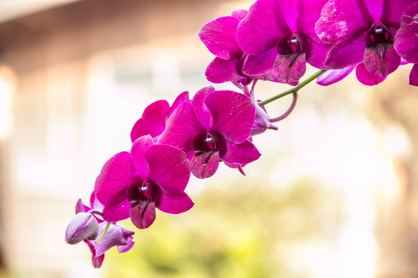 Kaunis vaaleanpunainen orkidea
 - Valokuva, kuva