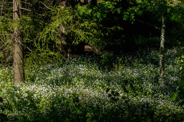 Flores silvestres blancas de Claytonia sibirica en bosque sombreado - Foto, imagen