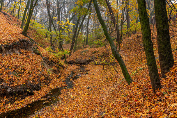 A forest stream meandering like a snake flows along the bottom of the ravine, covered with autumn leaves! - Photo, Image