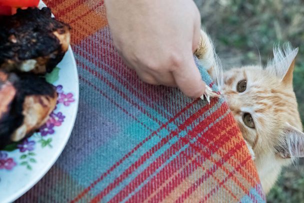 El gato jengibre se para sobre sus patas traseras y pide un trozo de carne frita de la mesa del maestro. Mascotas amor y cuidado concepto - Foto, Imagen