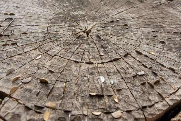 puinen tausta rakenne puuta, johon eri metalli penniä lisätään - Valokuva, kuva