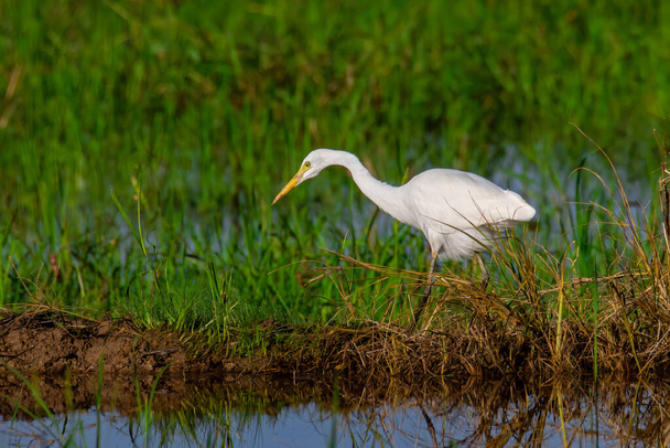 Natuur wildlife beeld van Grote zilverreiger vogel lopen op padie veld - Foto, afbeelding