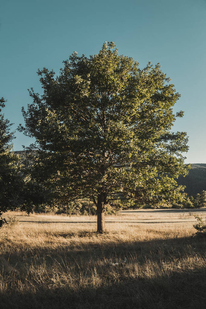 A vertical shot of an oak tree - Photo, Image