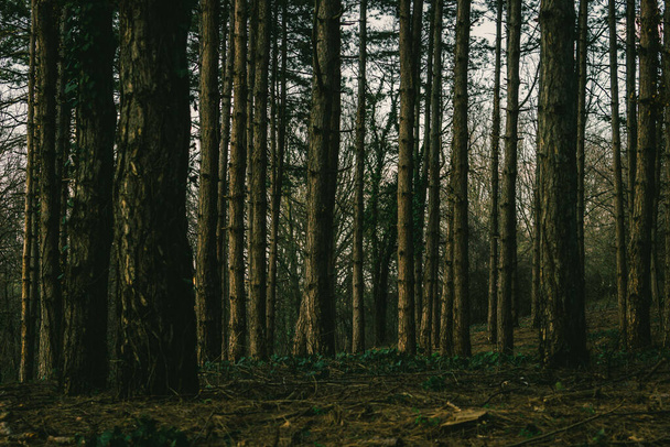 A clsoeup shot of trunks in a forest - Фото, зображення