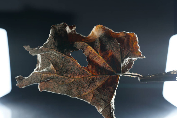 Um foco suave de uma folha murcha realizada contra um fundo preto com luzes no lado - Foto, Imagem