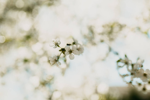 A low angle closeup shot of cherry blossom with blurred  background - Zdjęcie, obraz