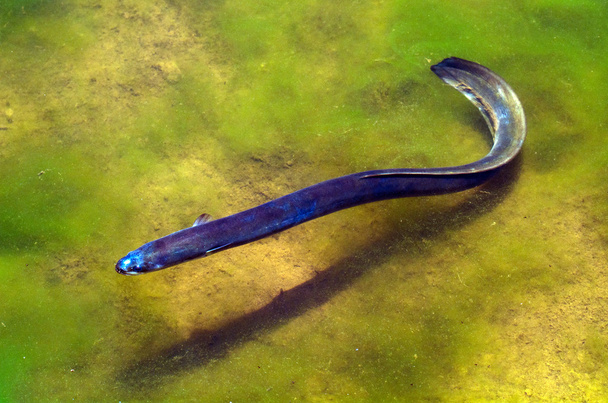 een paling - Foto, afbeelding