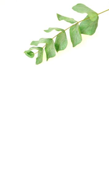 Natürliche Eukalyptusblätter und -zweige isoliert auf weißem Hintergrund. Flache Lage, Draufsicht. - Foto, Bild