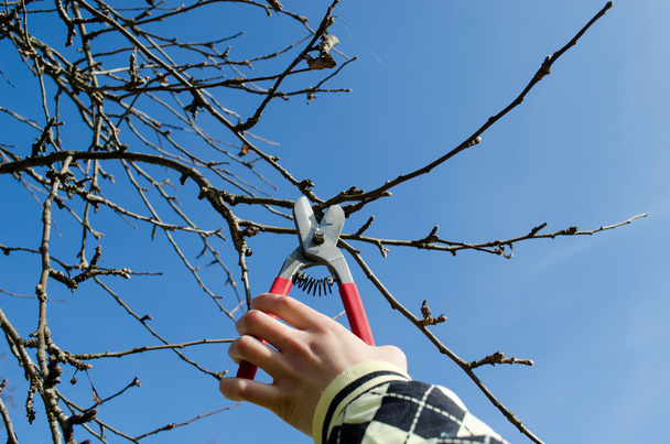 käsi pidä secateur karsiminen omenapuun oksat
 - Valokuva, kuva
