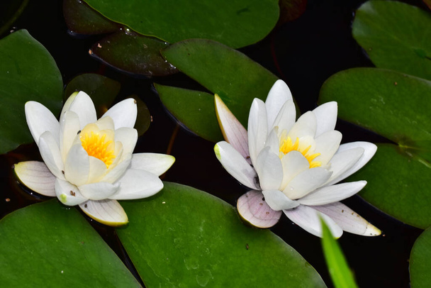 bellissimi fiori di loto che crescono nello stagno durante il giorno estivo  - Foto, immagini