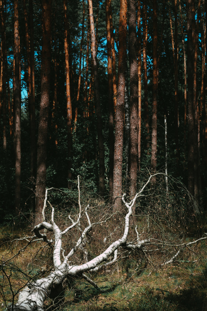 若い森の中で猛烈にテンペストに倒れたバーチ - 写真・画像