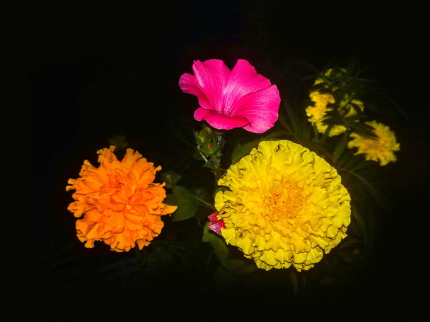 Closeup flor de calêndula em fundo verde embaçado e barulhento no jardim  - Foto, Imagem