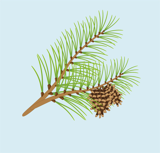 rama de pino con conos - Vector, imagen
