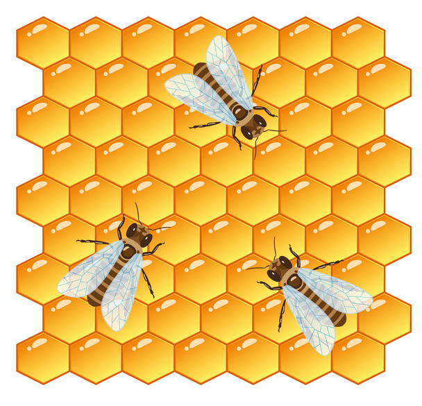 bijen en honingraat - Vector, afbeelding