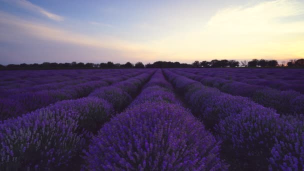 Kukkivat laventeli kukka kenttä ja kaunis auringonlasku - Materiaali, video