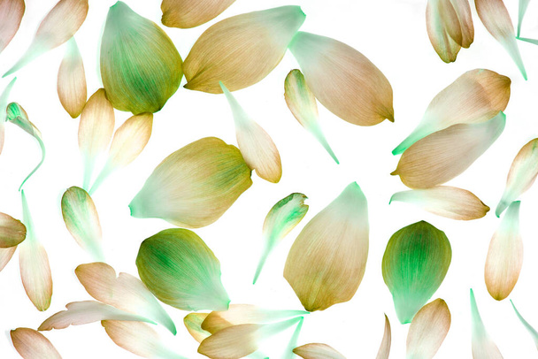 Closeup of lotus petals isolated on white background - Photo, Image