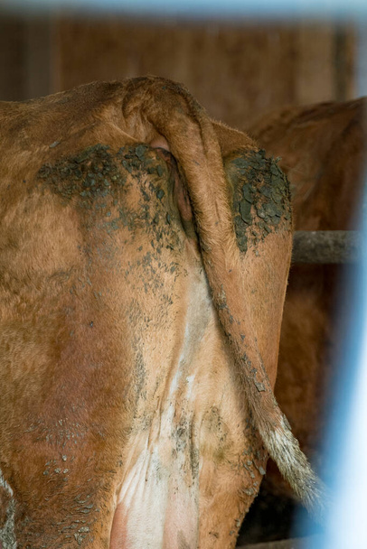 dirty butt of a cow with cow dung - Foto, Bild