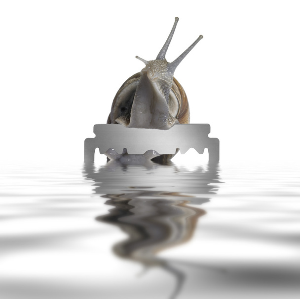 Grapevine snail and razor blade - Photo, Image